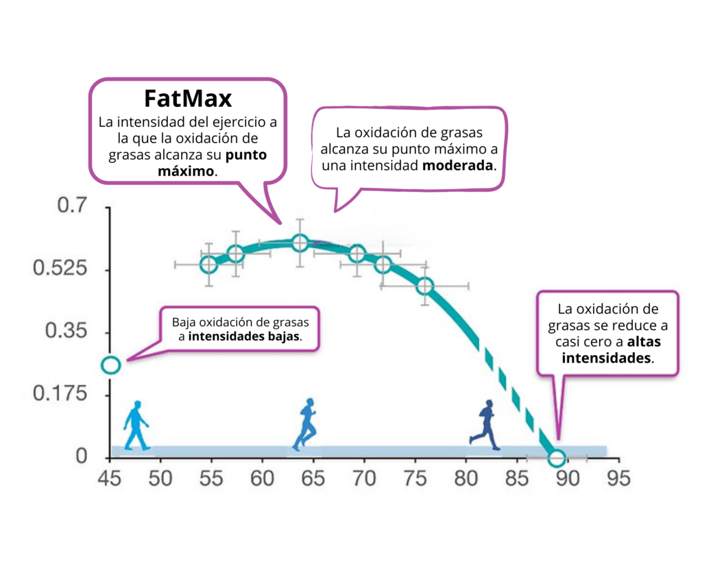 01 fatmax